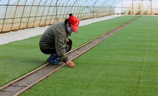 北大荒農業股份江濱分公司水稻育秧大棚內生機盎然。