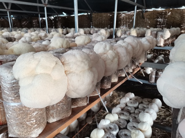 黑龍江森林食物“九珍十八品”之猴頭菇種植基地。劉友林攝