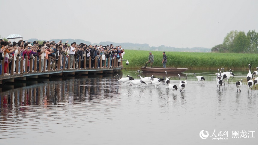 旅發看“鶴城”丨在扎龍國家級自然保護區看丹頂鶴愜意棲息