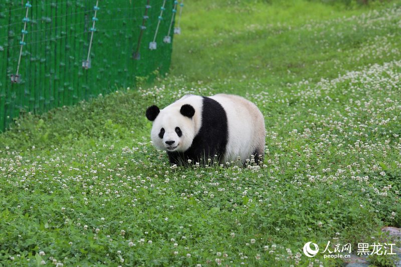 掛葫蘆、吃粽子 在亞布力看大熊貓“粽”享端午