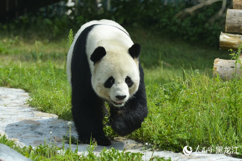 掛葫蘆、吃粽子 在亞布力看大熊貓“粽”享端午