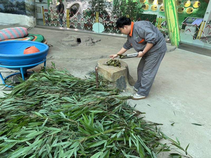 掛葫蘆、吃粽子 在亞布力看大熊貓“粽”享端午