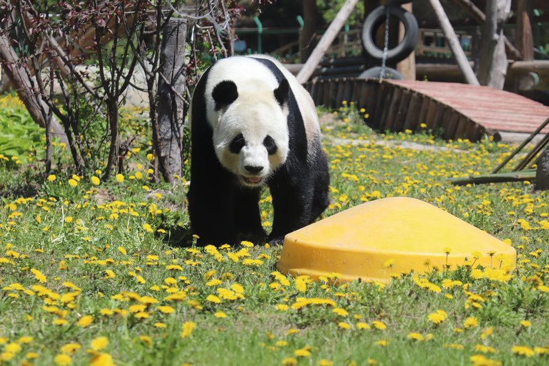 掛葫蘆、吃粽子 在亞布力看大熊貓“粽”享端午