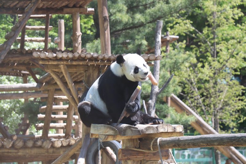 掛葫蘆、吃粽子 在亞布力看大熊貓“粽”享端午