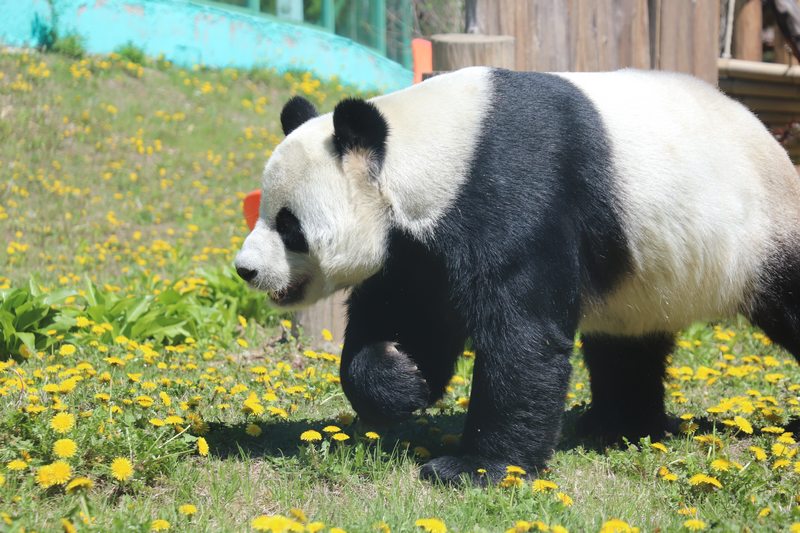 掛葫蘆、吃粽子 在亞布力看大熊貓“粽”享端午