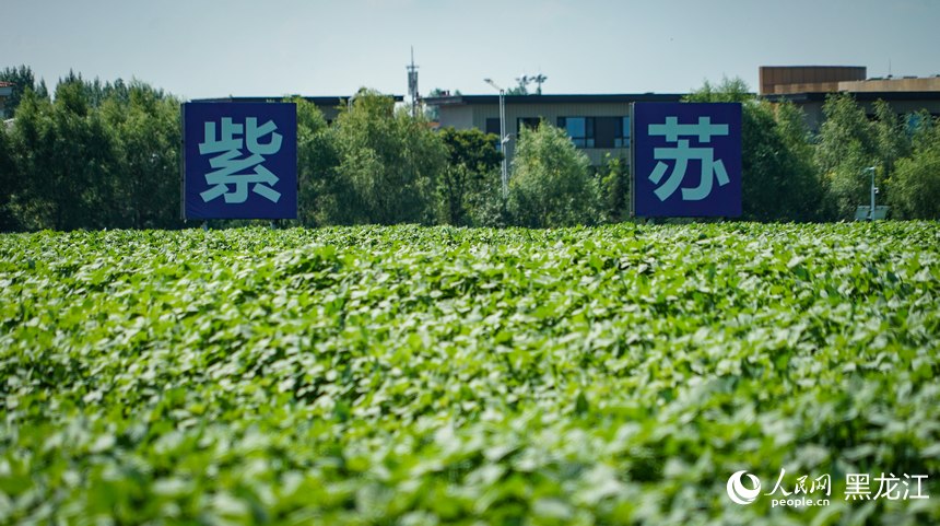 樺南紫蘇種植示范園。人民網記者 蘇靖剛攝