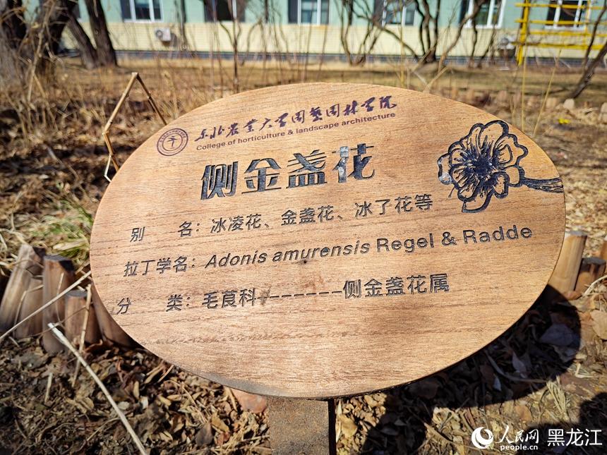 “冰城”冰凌花迎春綻放