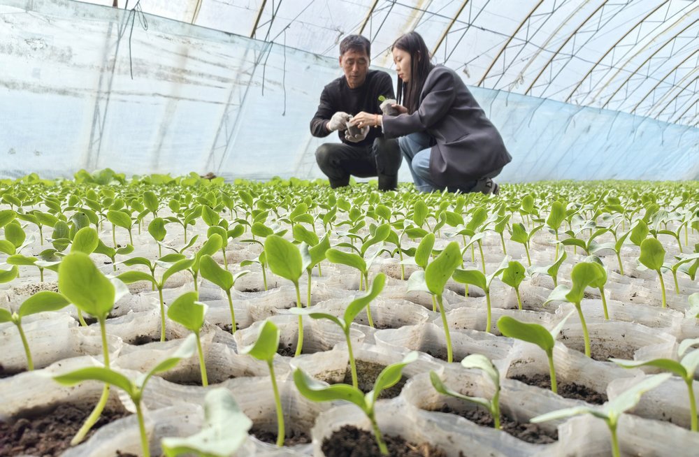 黑龍江省北安市通北鎮東北亞（對俄）現代蔬菜產業園的溫室大棚內，技術人員正在指導種植戶管理繁育出的蔬菜苗。許穎獻攝