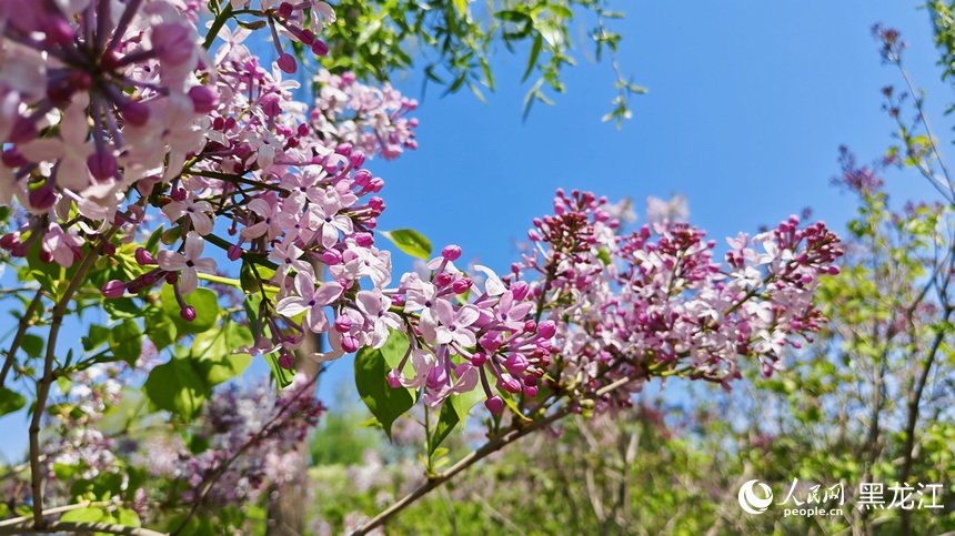 哈爾濱丁香花開綻芬芳